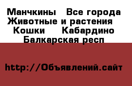 Манчкины - Все города Животные и растения » Кошки   . Кабардино-Балкарская респ.